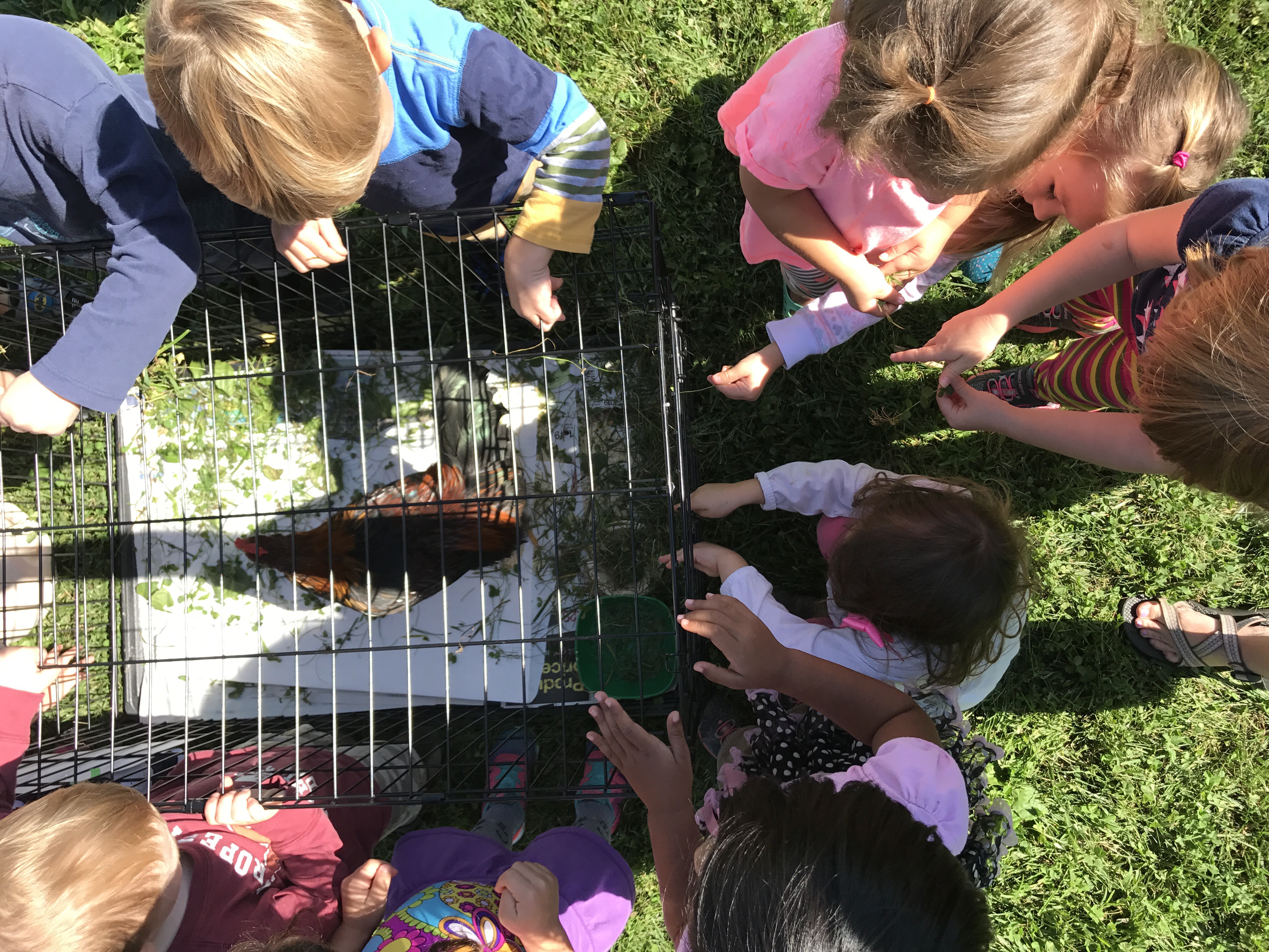 Brilliant Butterflies :: Week Two