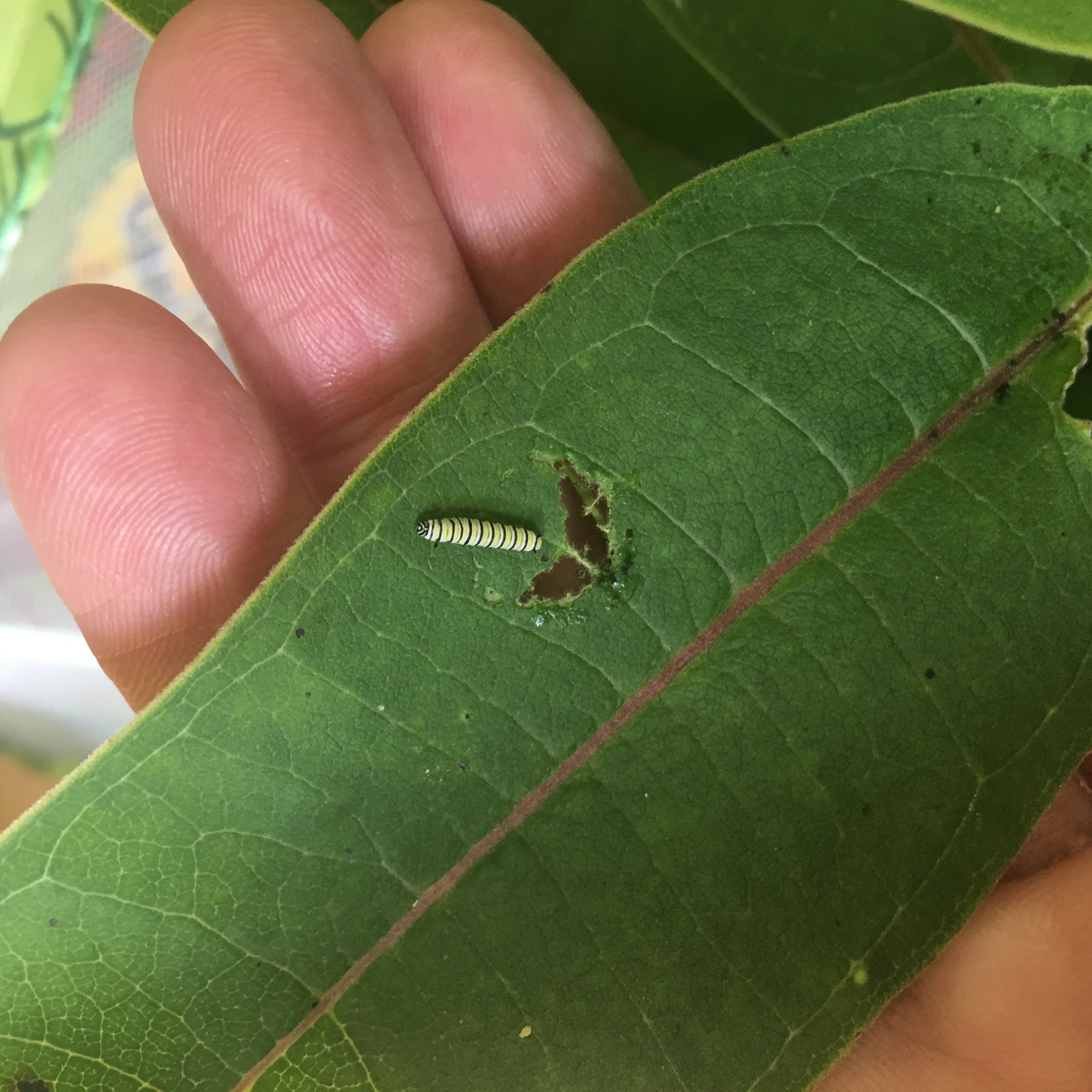 The Honey Bees :: Week Three