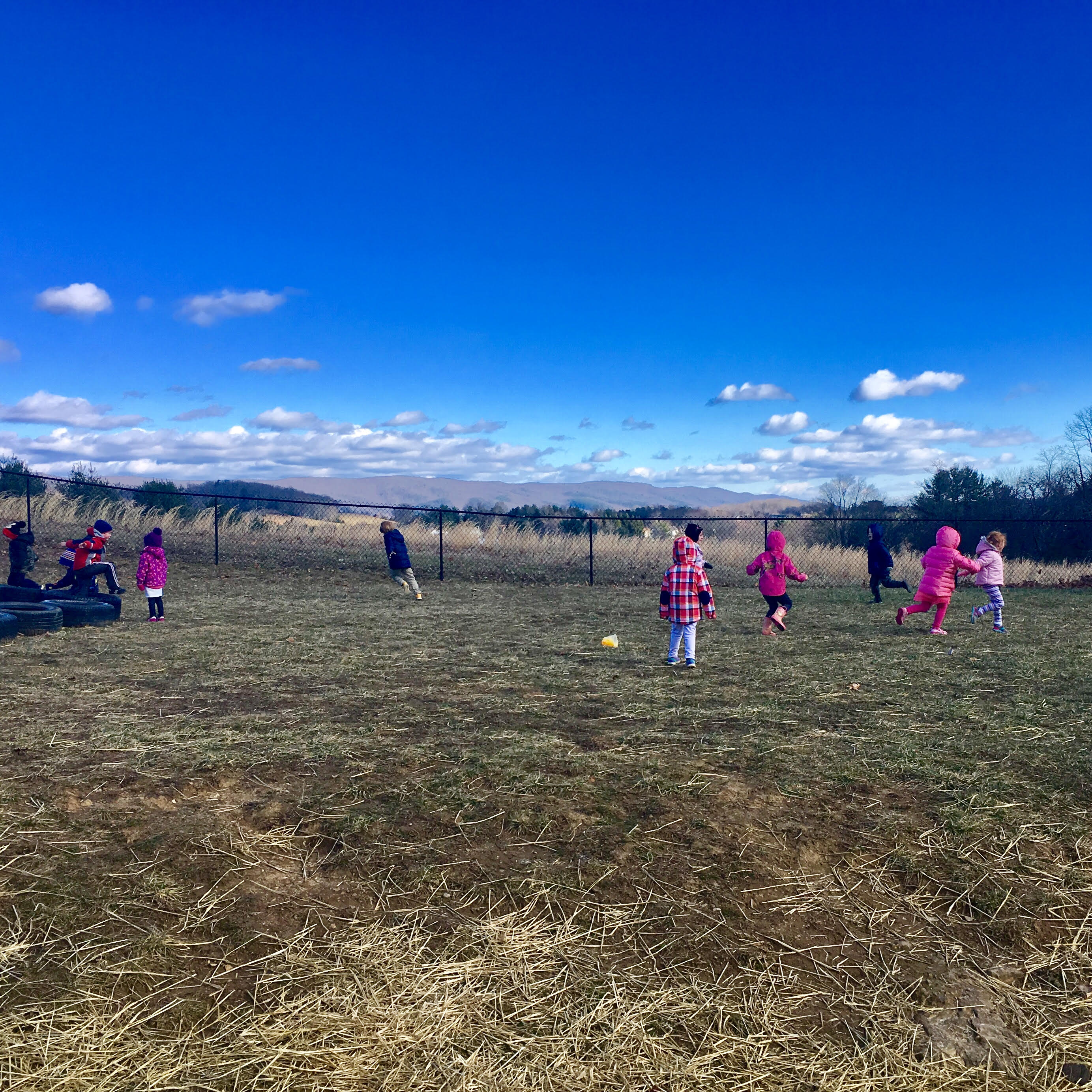The Honey Bees :: Week 16