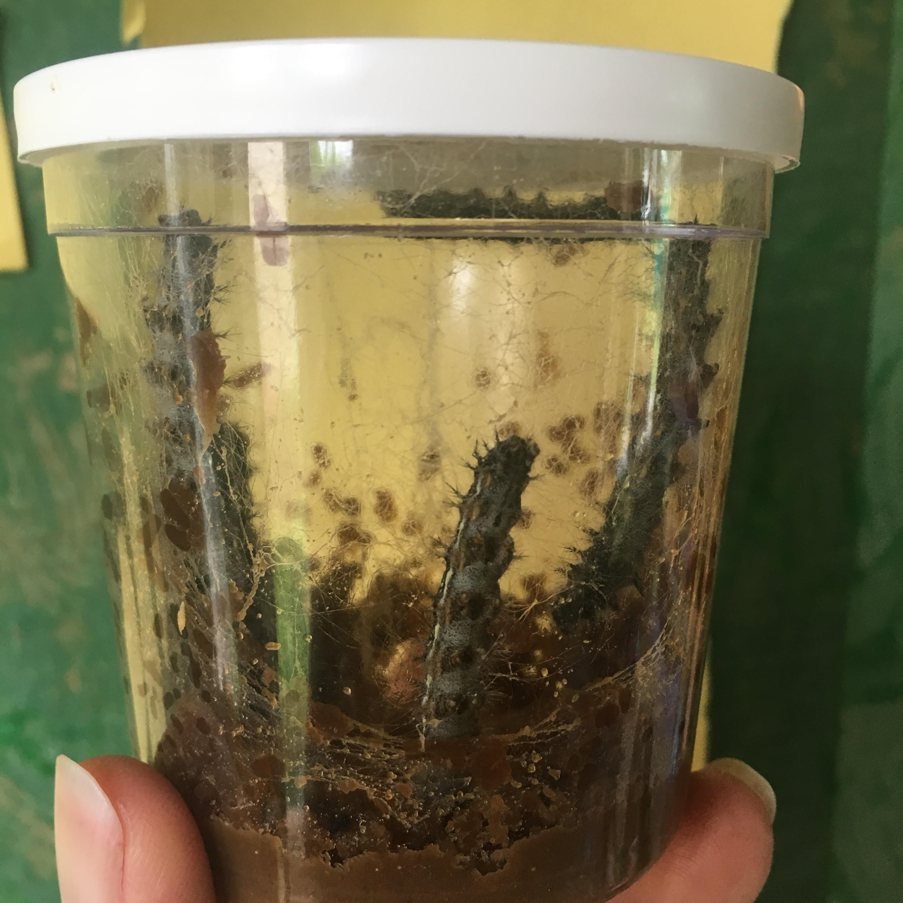 The Honey Bees :: Week 29