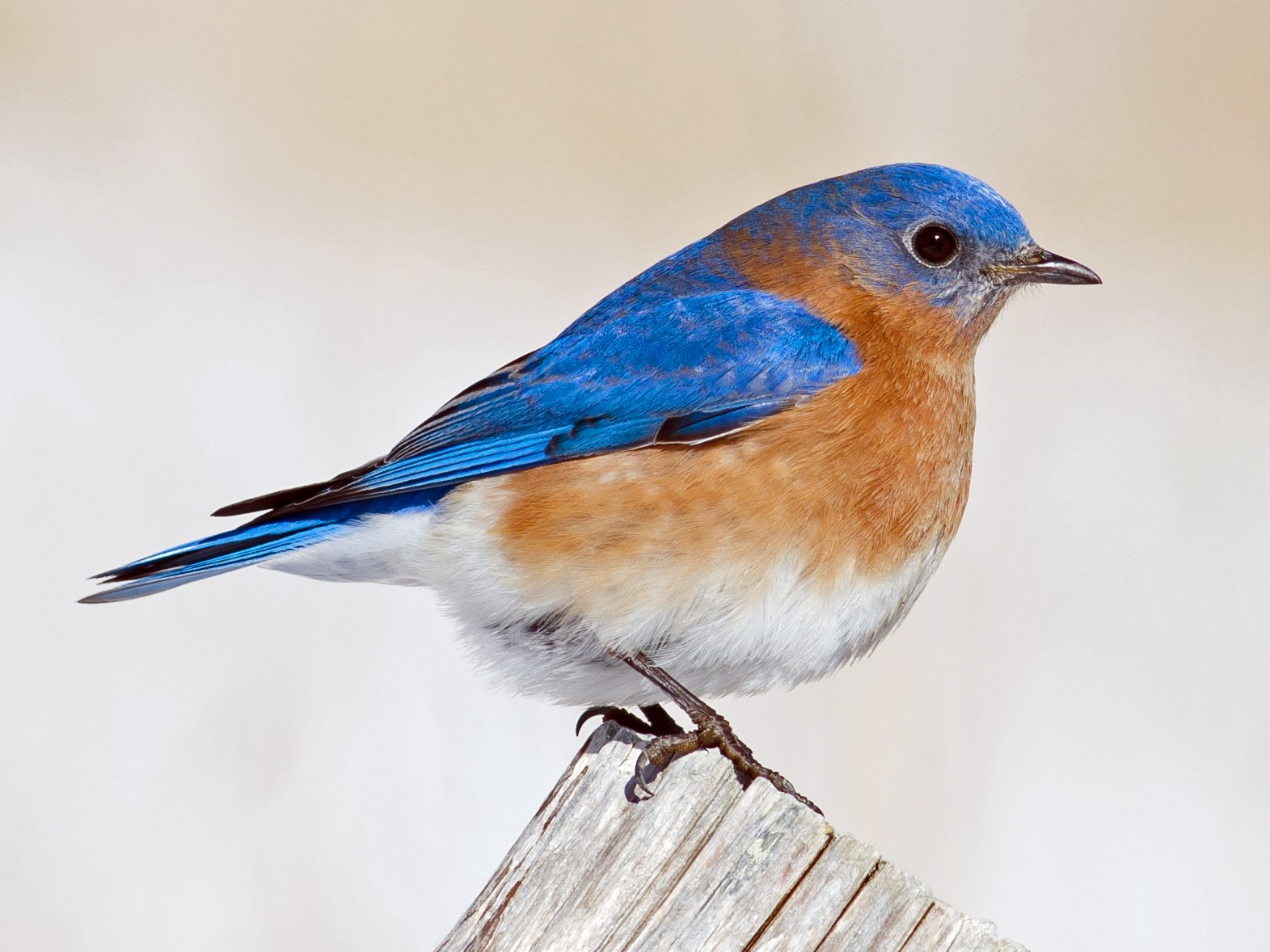The Bluebirds :: Week Twelve
