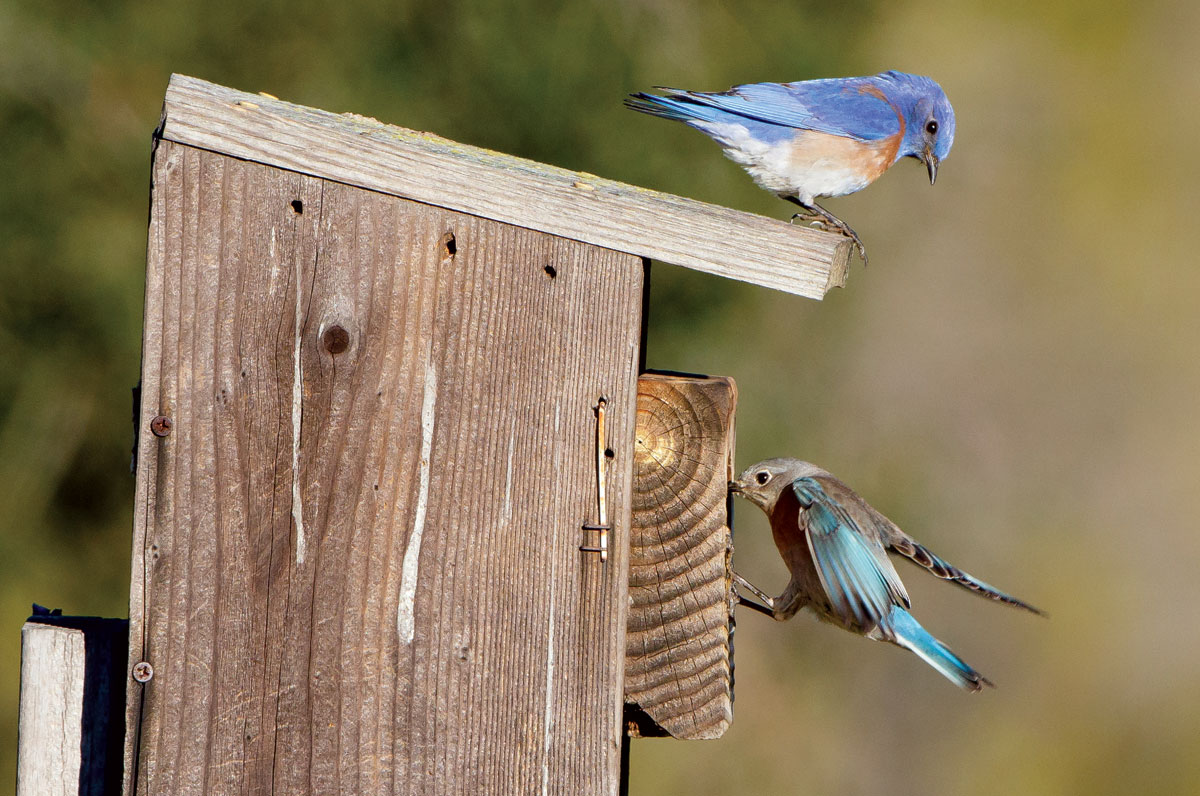 Bluebirds Week Three