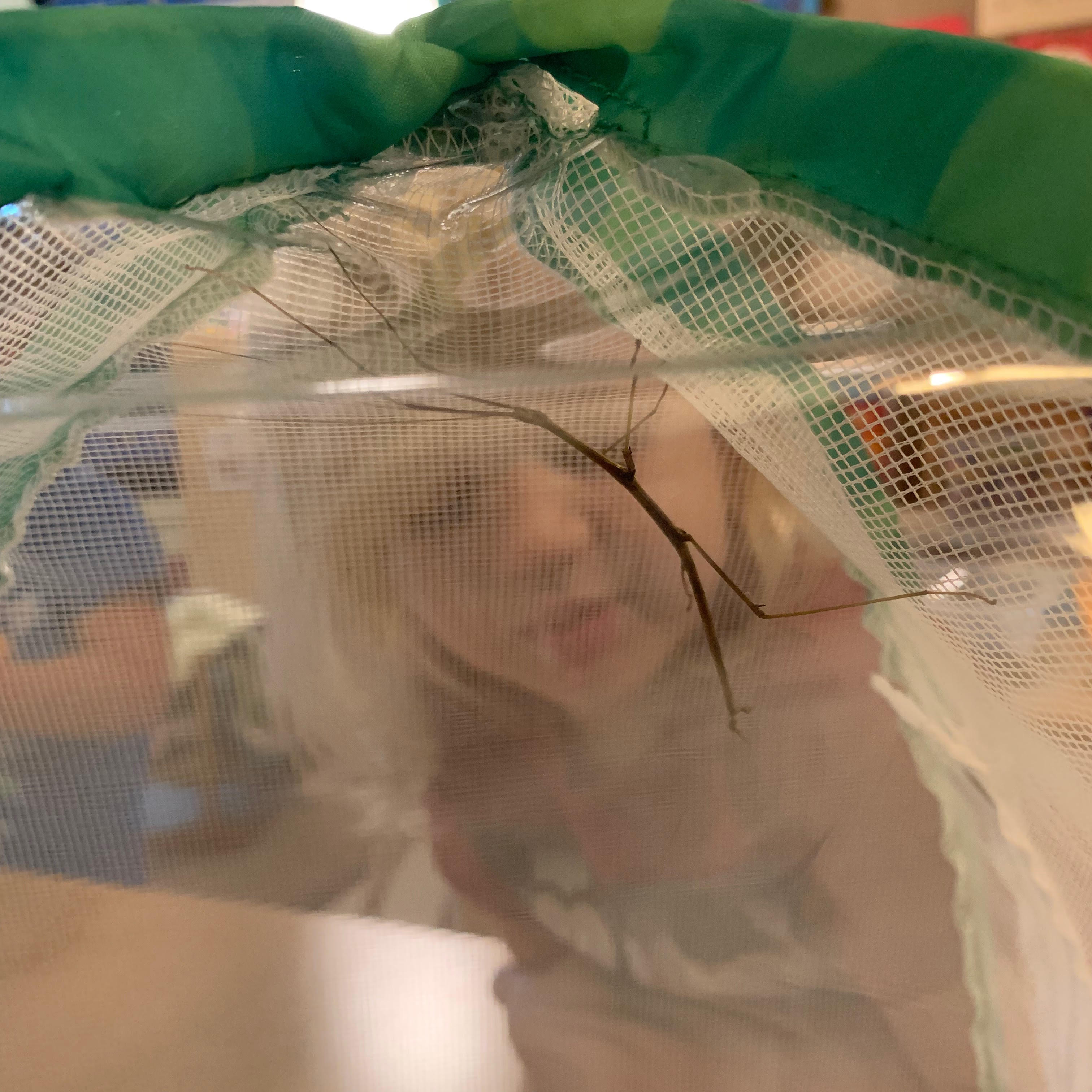 Honey Bees :: Week Four