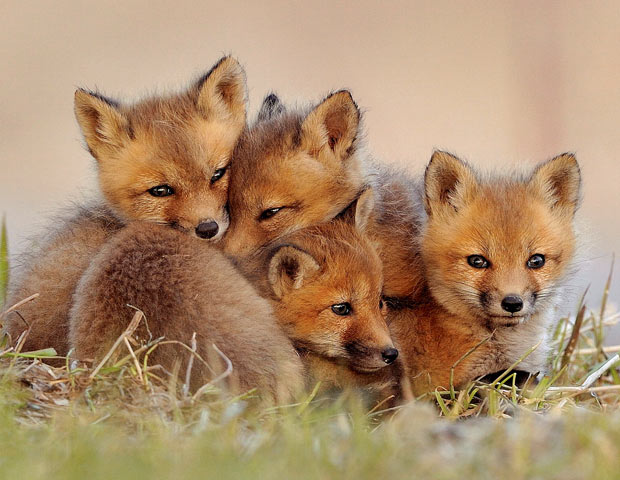 The Friendly Foxes :: Week 21