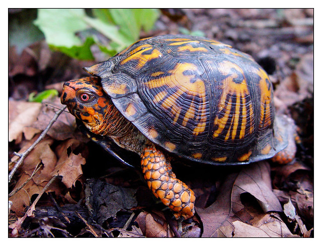 Bluebirds :: Eastern Box Turtle Activities