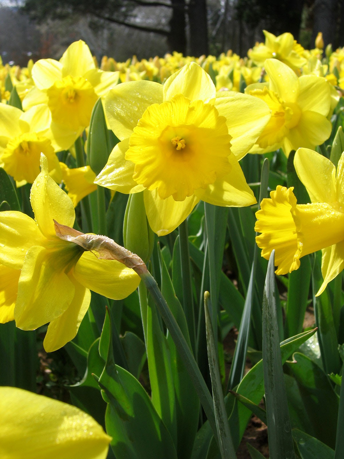 The Bluebirds :: Spring Activities