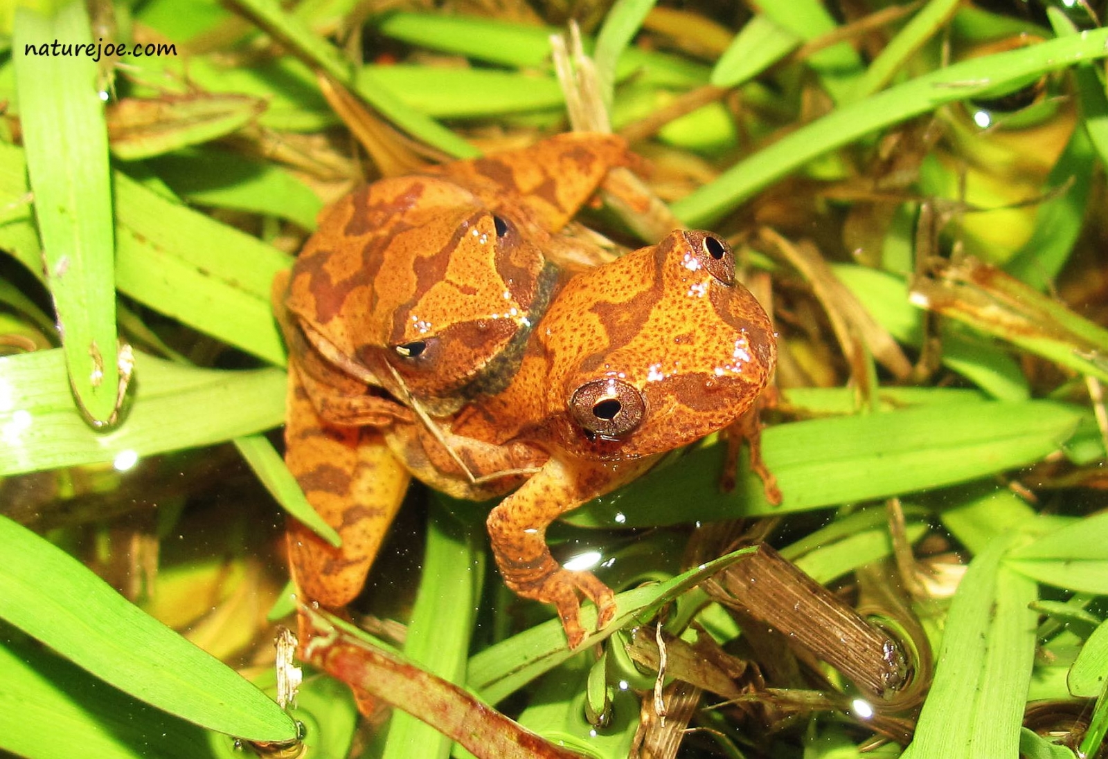The Bluebirds :: Frog Activities