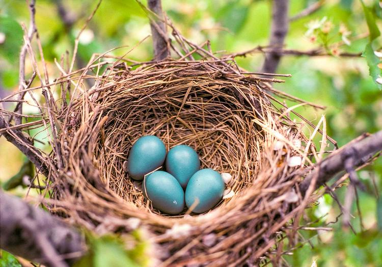 Bird Egg Identification