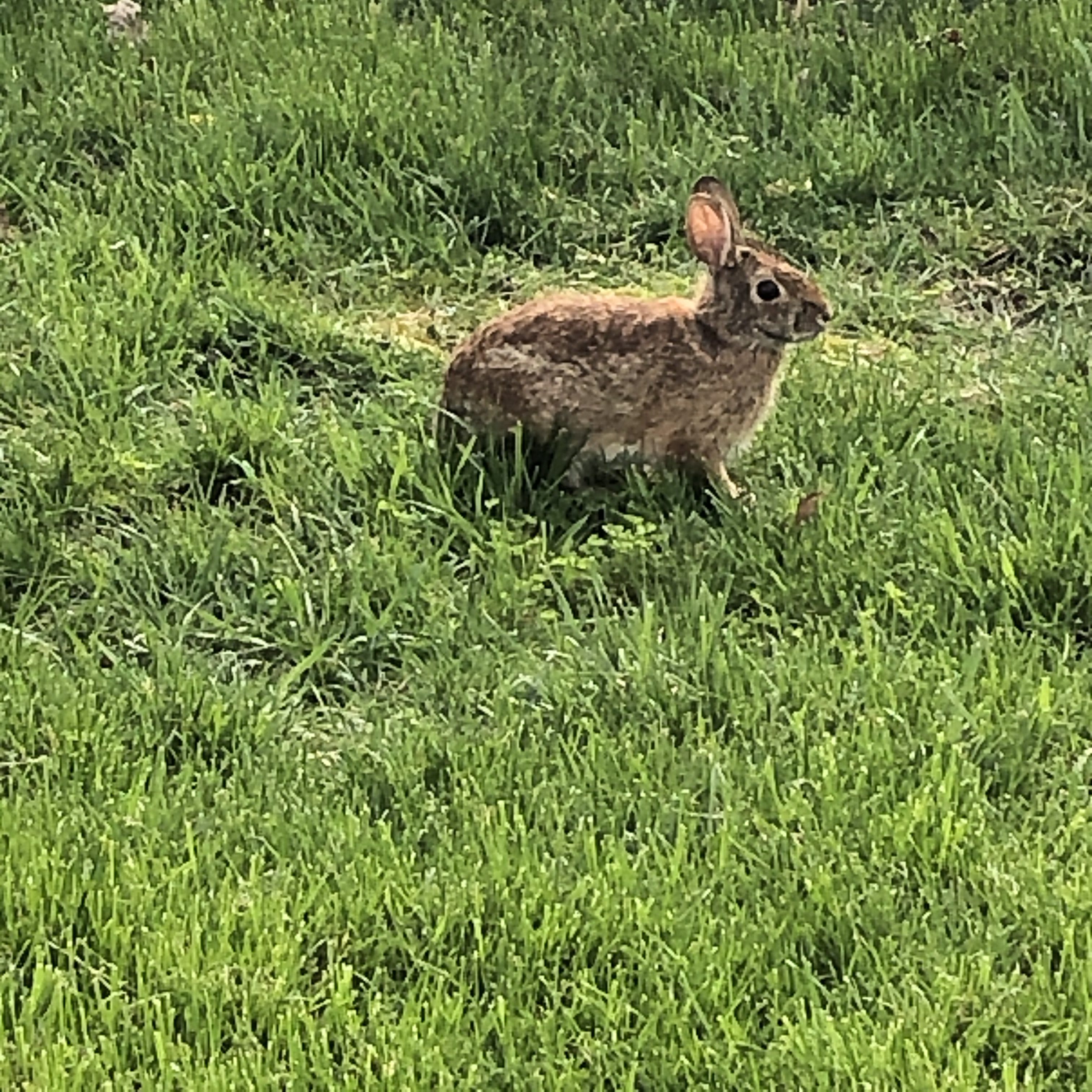Bluebirds :: Rabbit Activities