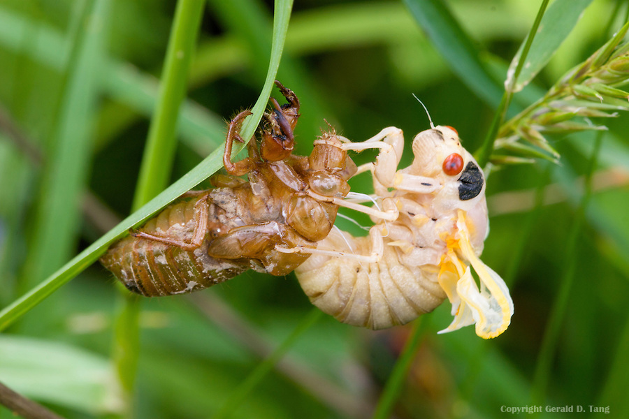 A cicada is not a grasshopper :: May 8