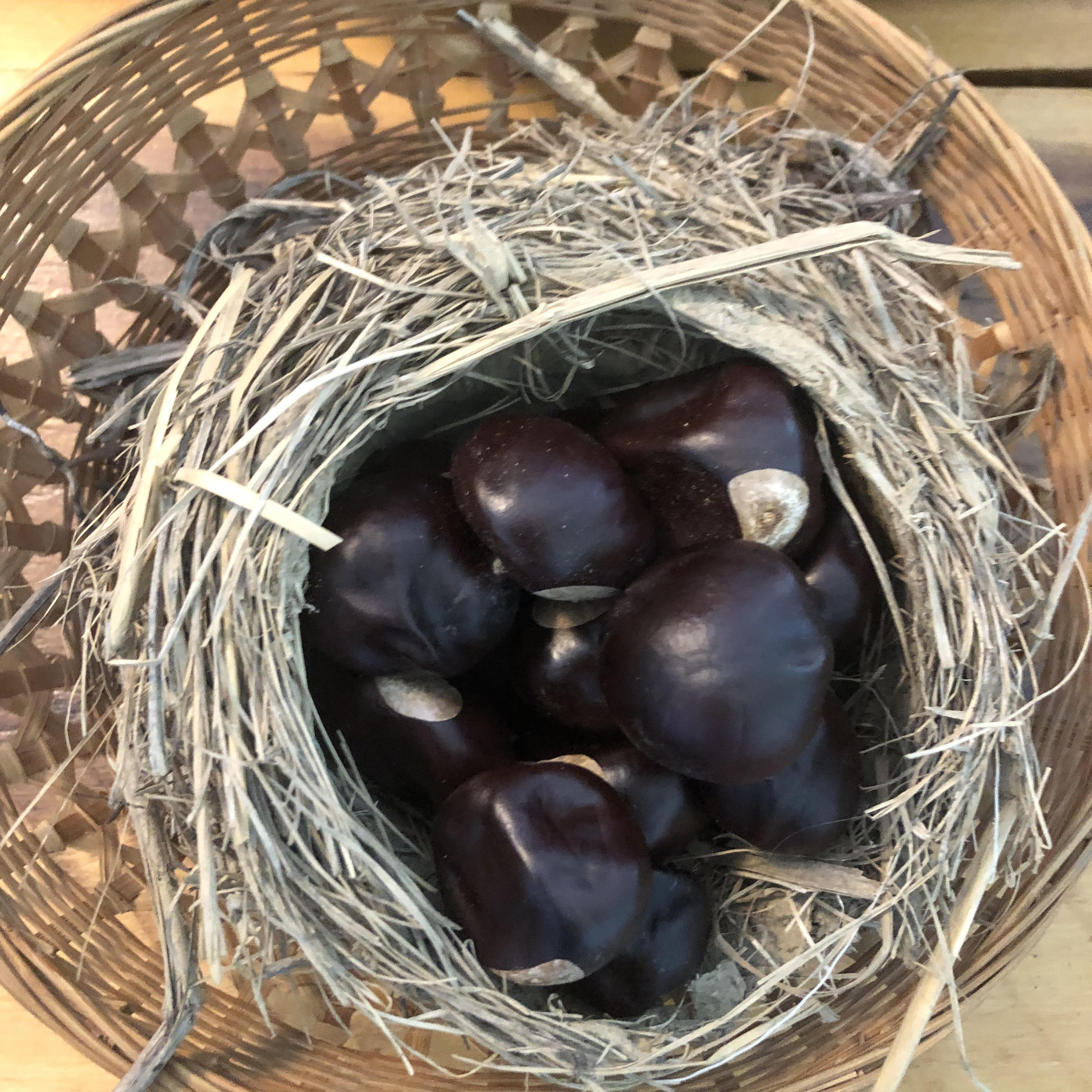 Bluebirds :: Week One