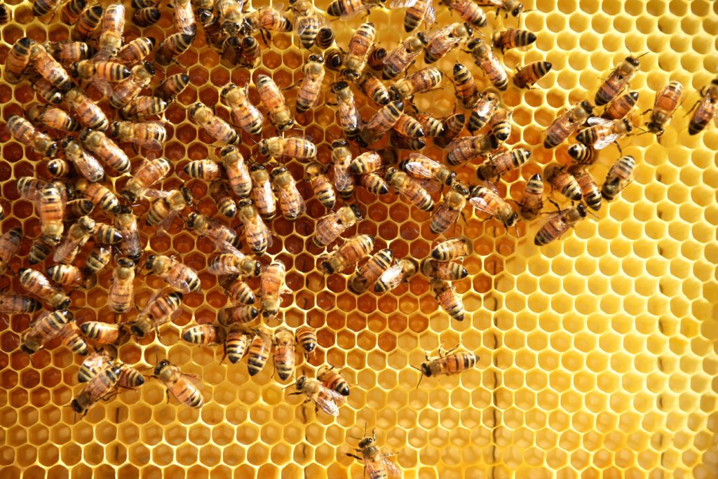Honeybees :: March 17, 2023